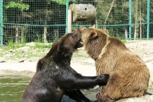 Центр реабілітації бурих ведмедів, Синевир